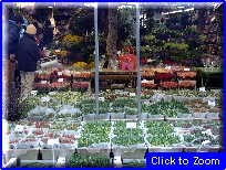 22Mercato Dei Fiori.JPG