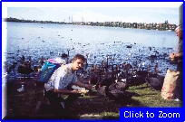 03 Perth - Roby E I Cigni Neri 02.jpg