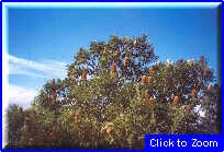 06 Perth - Pianta Strana.jpg