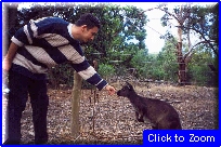 11 Kangaroo Island - Roby E Il Canguro.jpg