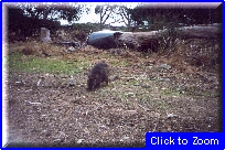 15 Kangaroo Island - Wallaby.jpg