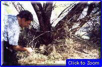 37 Rottnest Island - Roby Con Quokkas.jpg