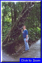 40 Cairns (Foresta Pluviale) - Raffa e Albero.jpg