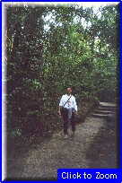 41 Cairns (Foresta Pluviale) - Roby Nel Sentiero.jpg