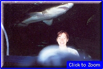 51 Sydney (Acquario) - Raffa e Squalo 02.jpg