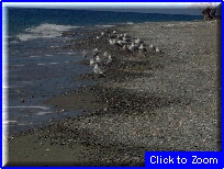 26 Spiaggia dei Gabbiani.jpg