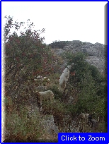 30 Caprette Al Pascolo.jpg