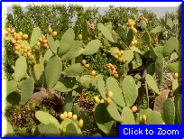 05Fichi D'India Salve.JPG